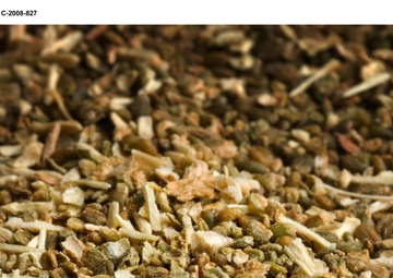 Salicomia seeds for Biofuels project