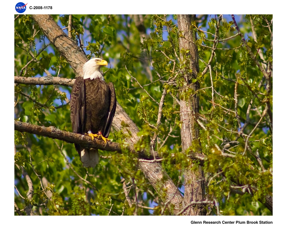 Bald Eagle at the NASA Plum Brook Station