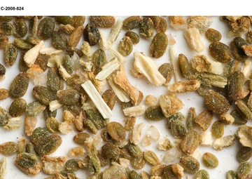 Salicomia seeds for Biofuels project