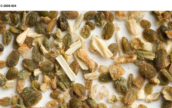 Salicomia seeds for Biofuels project