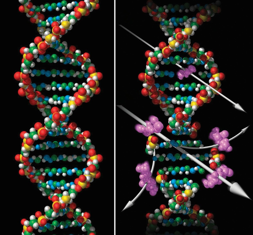 Effects of radiation on DNA's double helix