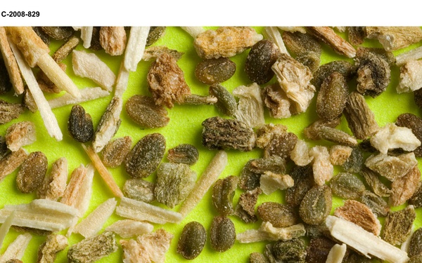 Salicomia seeds for Biofuels project