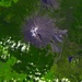 Lahar on Mount Ruapehu, New Zealand: Image of the Day