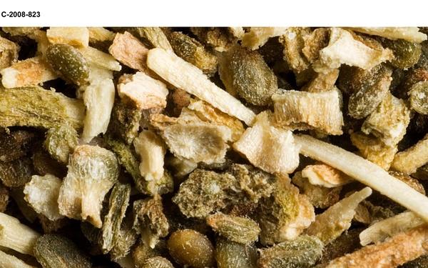 Salicomia seeds for Biofuels project