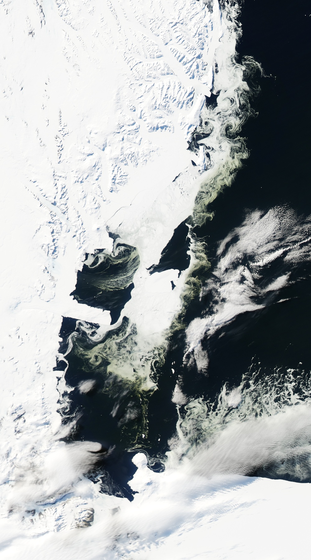 Algae Bloom in Antarctic Sea Ice: Image of the Day