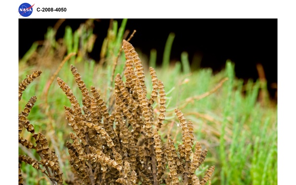Salt tolerant plants studied as source of alternative aviation fuel in the Green Lab Research Facility - Salicornia Bigelovii Plant Seeding