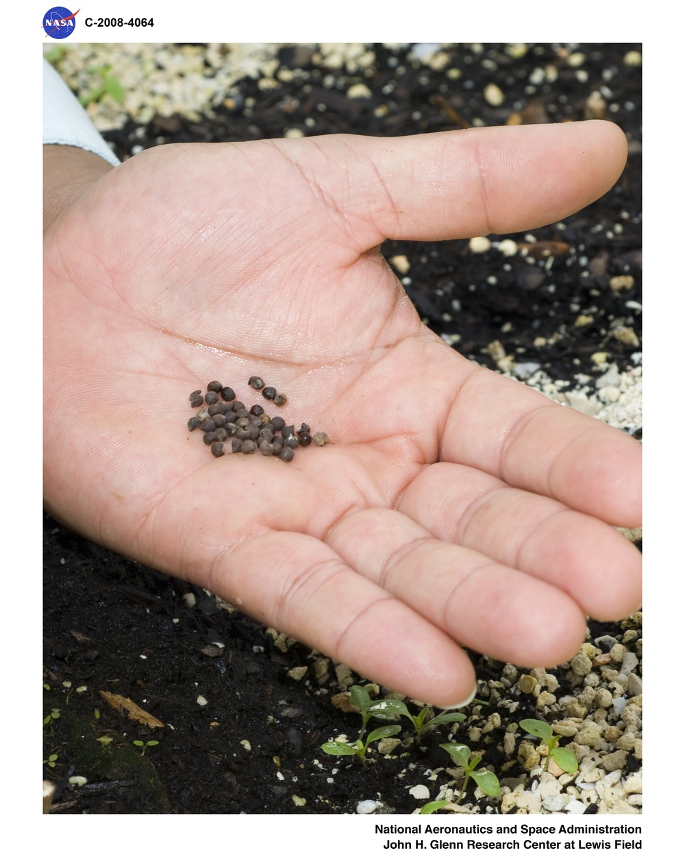 Salt tolerant plants studied as source of alternative aviation fuel in the Green Lab Research Facility - Kosteletzkya Virginica (Seashore Mallow) seeds