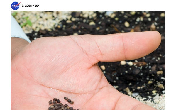 Salt tolerant plants studied as source of alternative aviation fuel in the Green Lab Research Facility - Kosteletzkya Virginica (Seashore Mallow) seeds