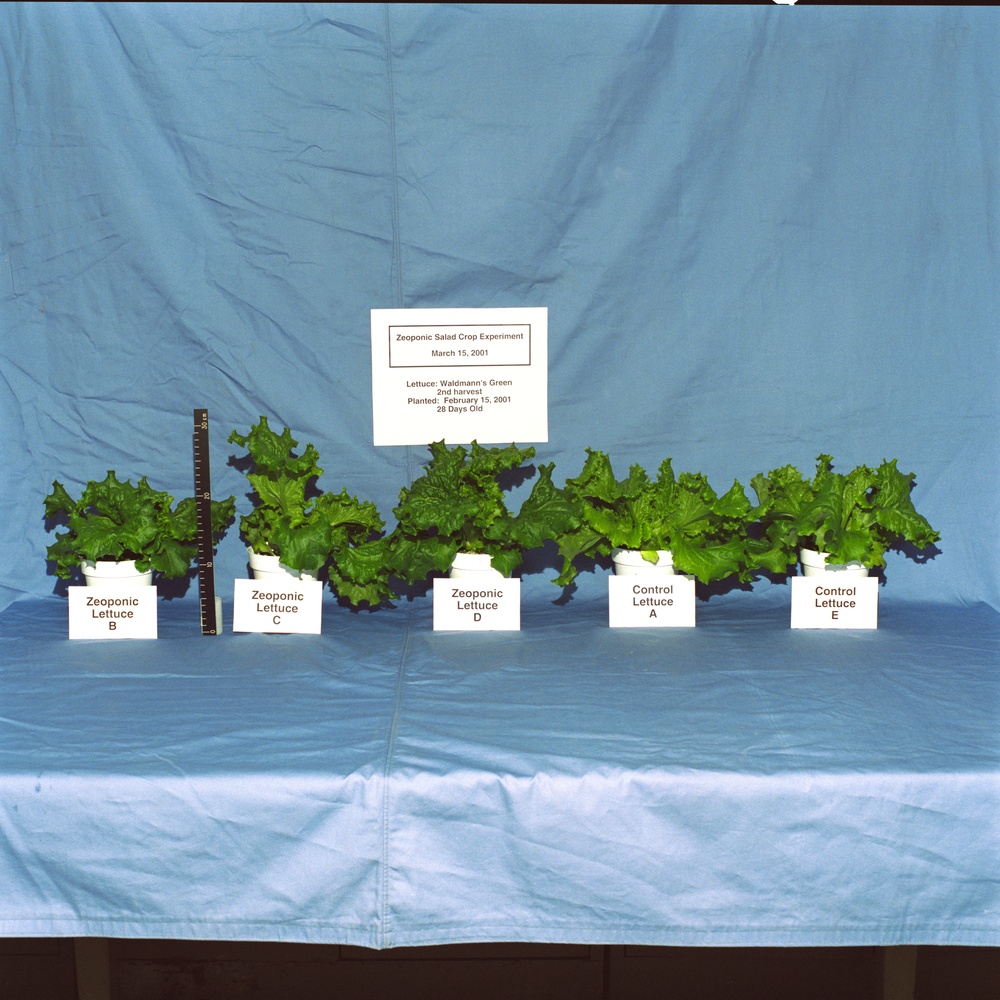 Zeoponic salad crop plant growth experiment