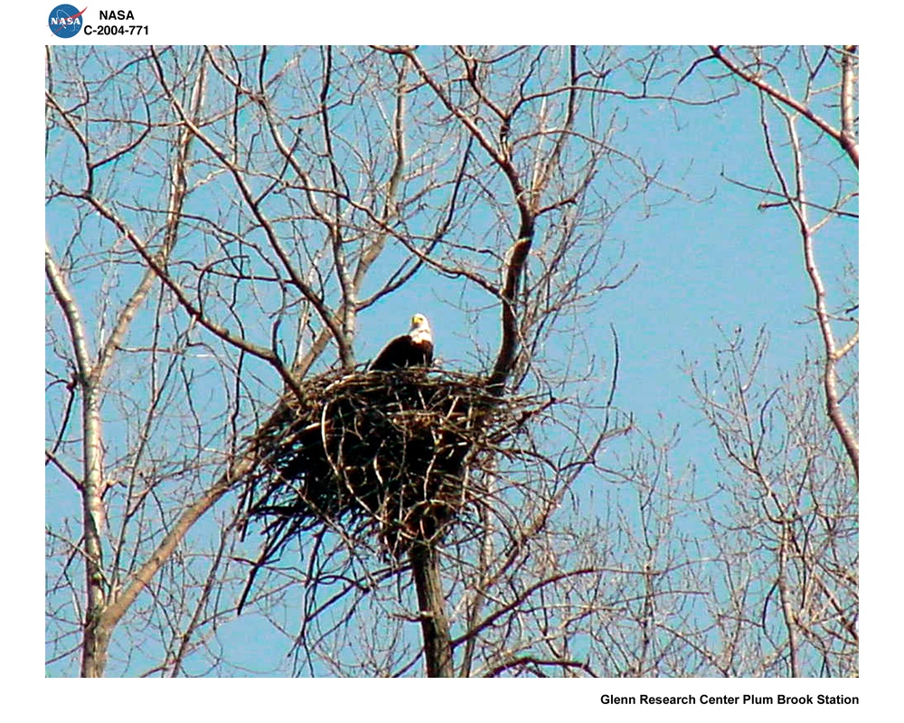 NASA's Plum Brook Station in Sandusky, Ohio provides a sanctuary for a wide variety of wildlife, including bald eagles.