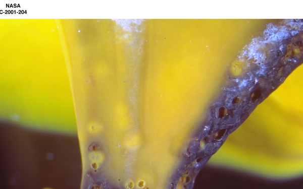 IMPASTO PAINT PALLETTE FROM THE SMITHSONIAN INSTITUTION - AO CLEANED PAINT YELLOW A SMITHSONIAN PALLETTE