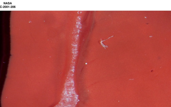 IMPASTO PAINT PALLETTE FROM THE SMITHSONIAN INSTITUTION - AO CLEANED PAINT RED SMITHSONIAN PALLETTE