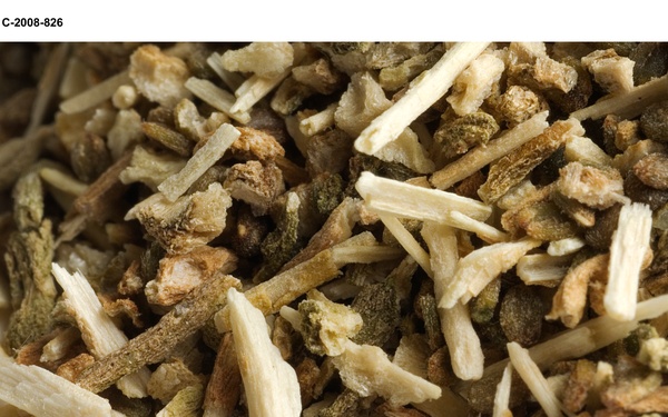 Salicomia seeds for Biofuels project