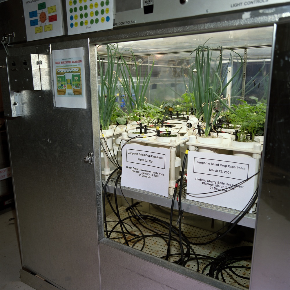 Zeoponic salad crop plant growth experiment in the Plant Growth Chamber, Building 7B
