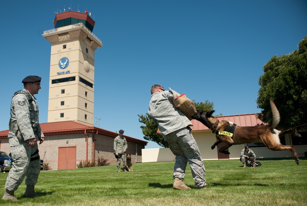 K-9 cops leap into action