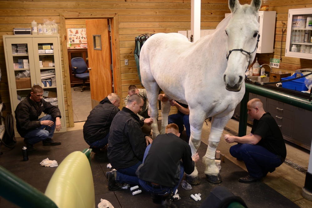 Caisson horse first aid training