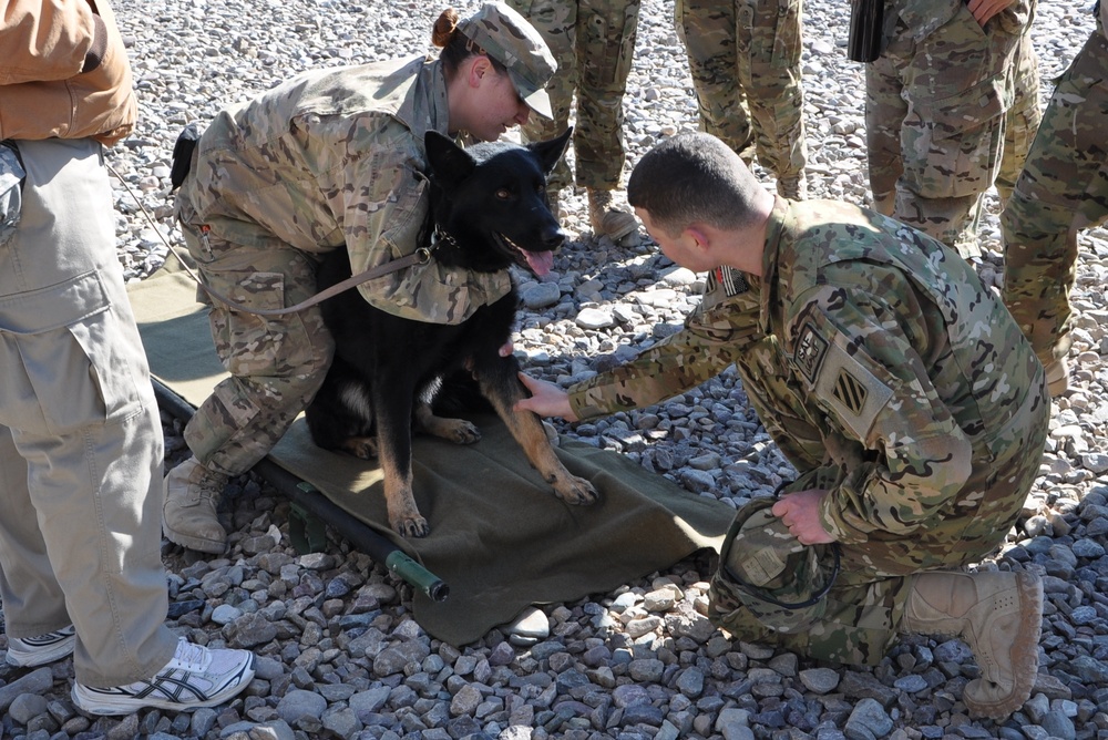 Task Force Brawler wounded working dog training session