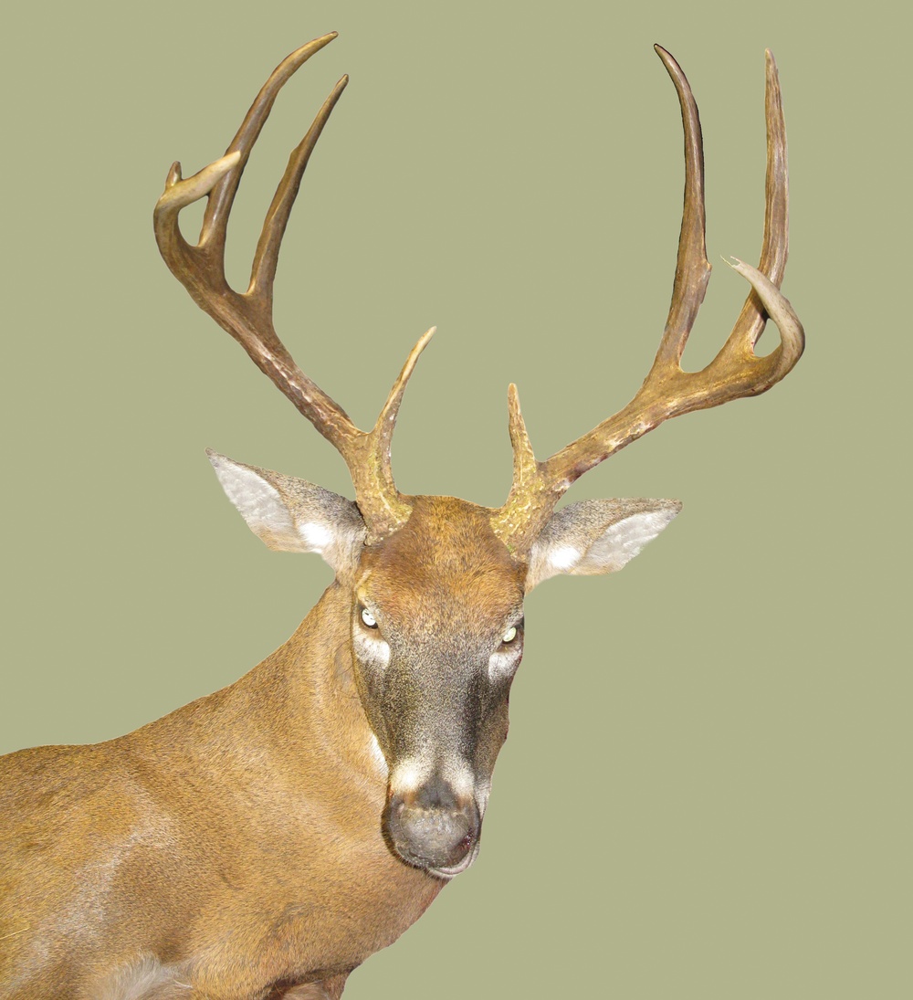 Base bow hunting season closes, deer management continues