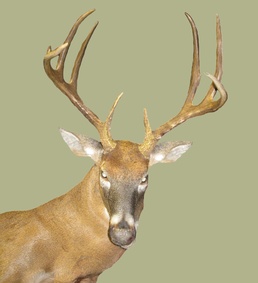 Base bow hunting season closes, deer management continues