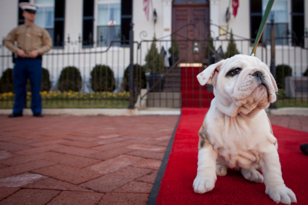 Future Marine Corps mascot
