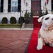 Future Marine Corps mascot