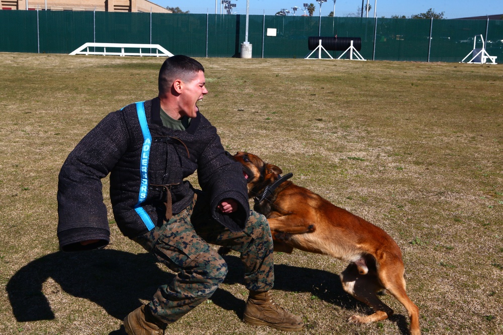 Miramar military working dogs take over The Great Escape