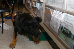 Miramar military working dogs take over The Great Escape