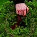 National Wreaths Across America Day ceremony