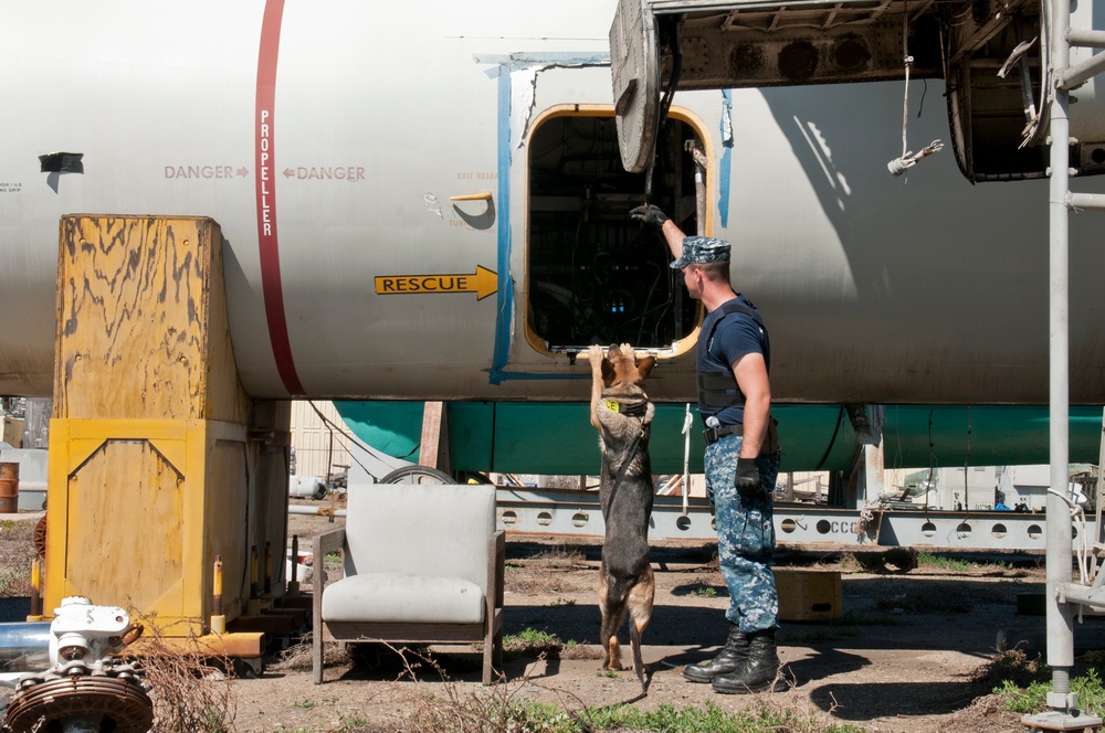 Military working dog training in San Diego