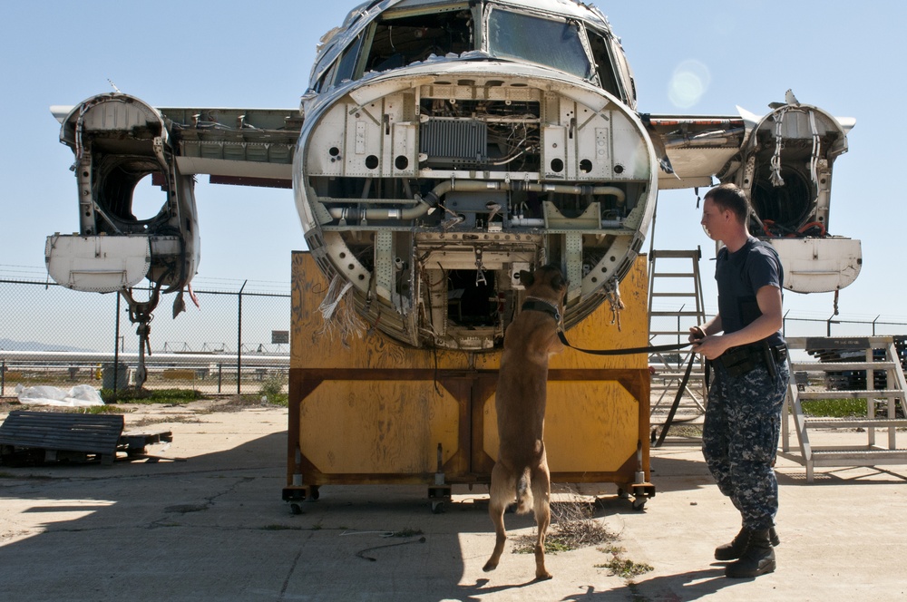 Military working dog training in San Diego