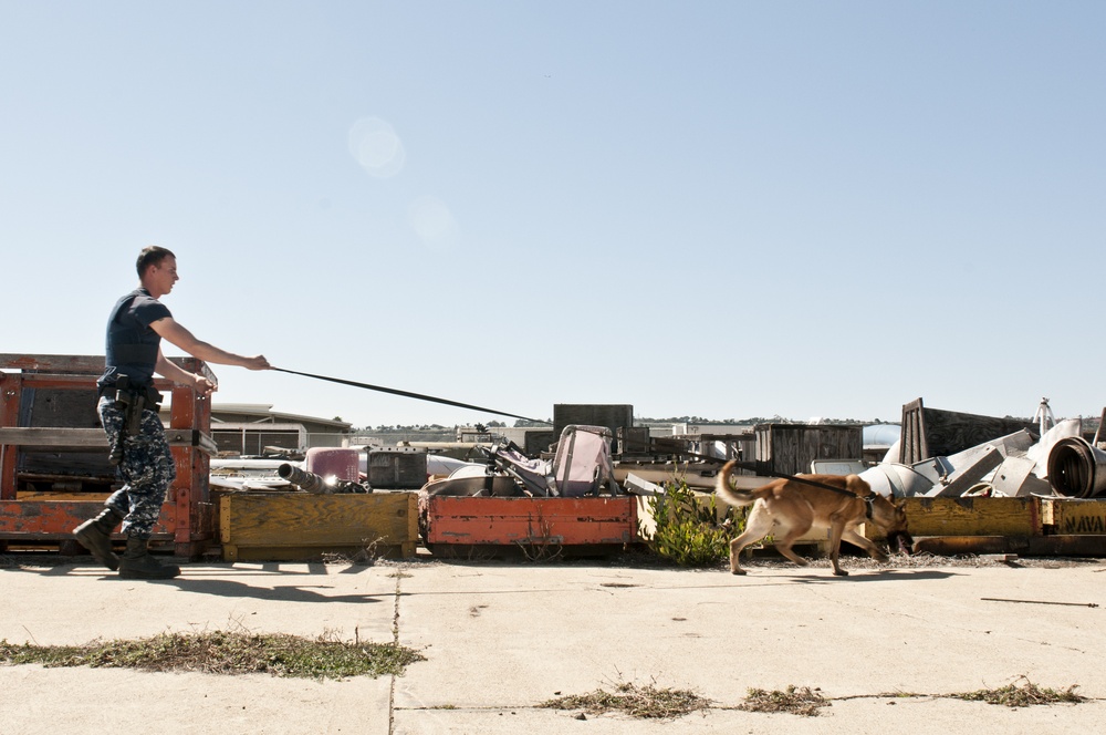 Military working dog training in San Diego