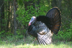 Corps to host spring turkey hunts at Thurmond Lake