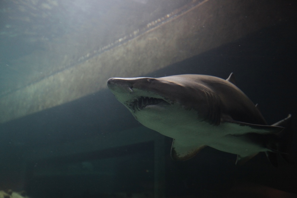 NC Aquarium brings sea to shore