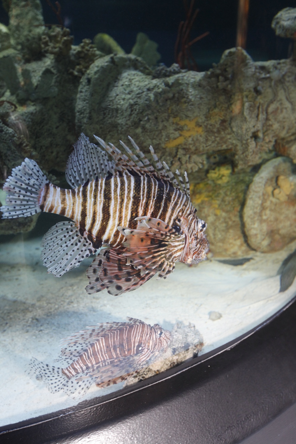 NC Aquarium brings sea to shore