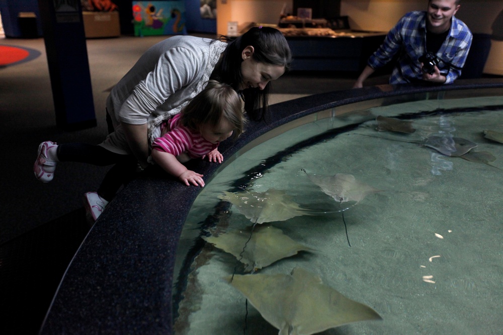 NC Aquarium brings sea to shore