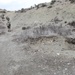 Patrol near COP Zerok, Paktika province