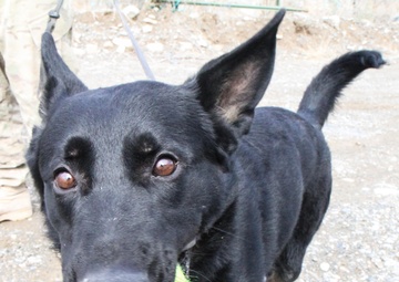 Man’s best friend plays pivotal role in IED defeat