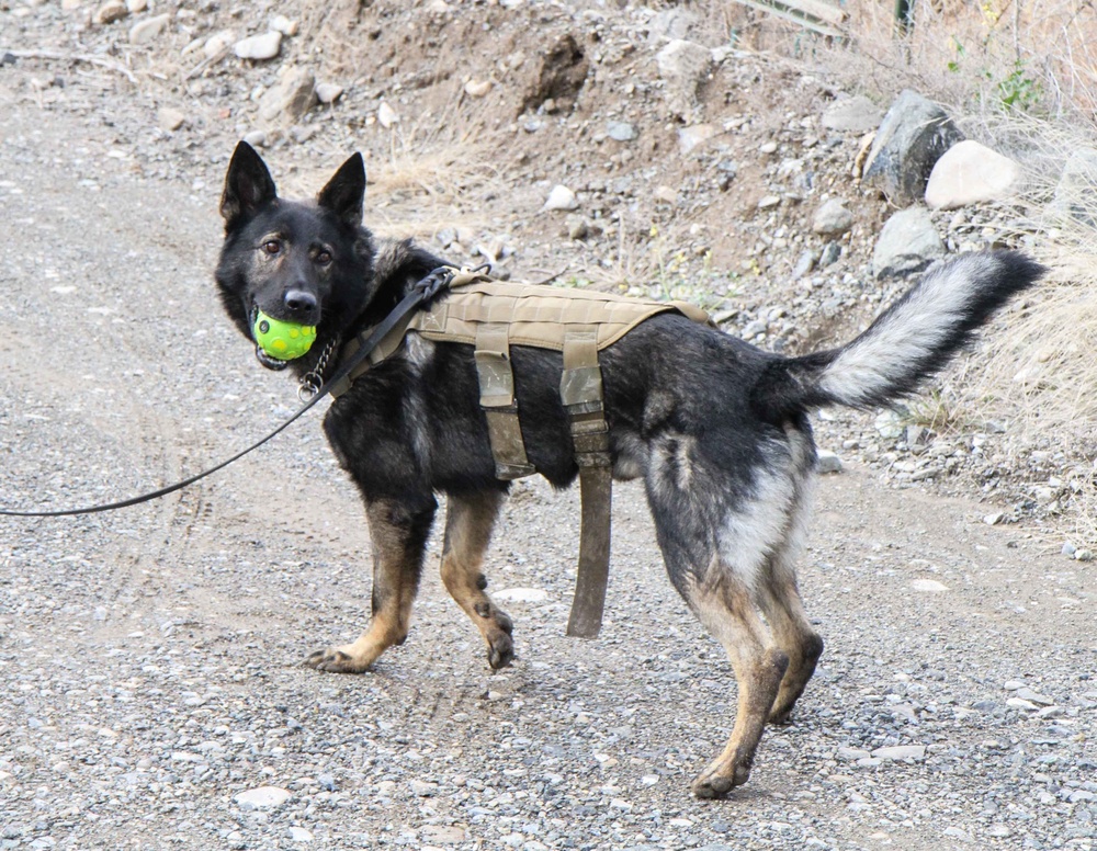 Man’s best friend plays pivotal role in IED defeat