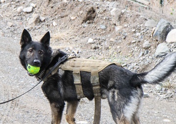 Man’s best friend plays pivotal role in IED defeat