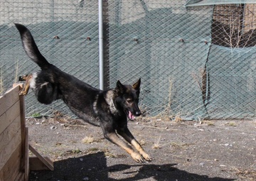 Man’s best friend plays pivotal role in IED defeat