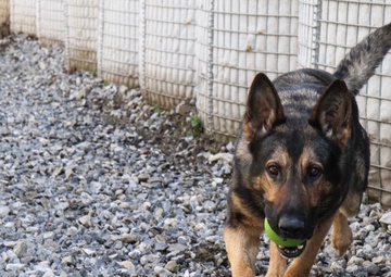 Man’s best friend plays pivotal role in IED defeat