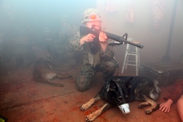 Marines, dogs practice lifesaving