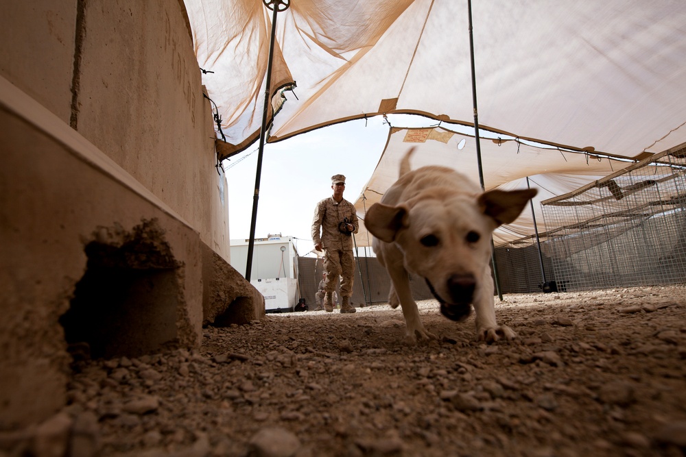 Improvised Explosive Device Detection Dogs (IDD)