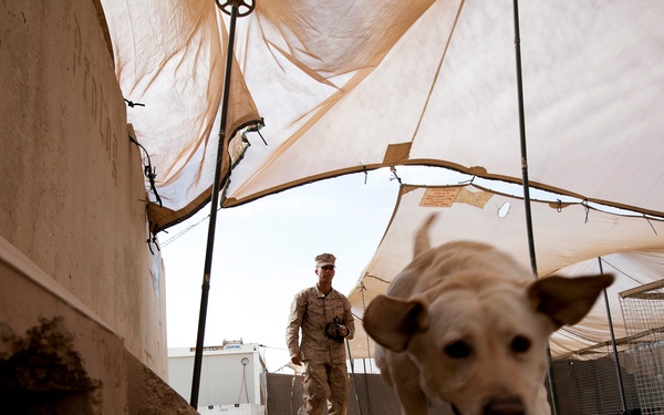 Improvised Explosive Device Detection Dogs (IDD)