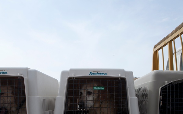 Improvised Explosive Device Detection Dogs (IDD)