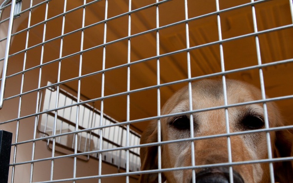 Improvised Explosive Device Detection Dogs (IDD)