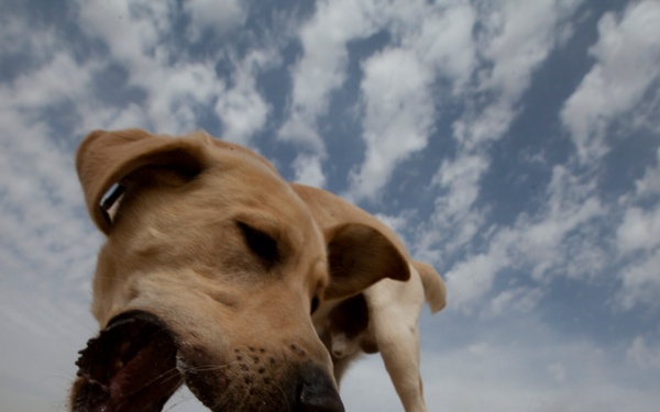 Improvised Explosive Device Detection Dogs (IDD)