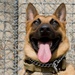 Vets keep MWD in the fight
