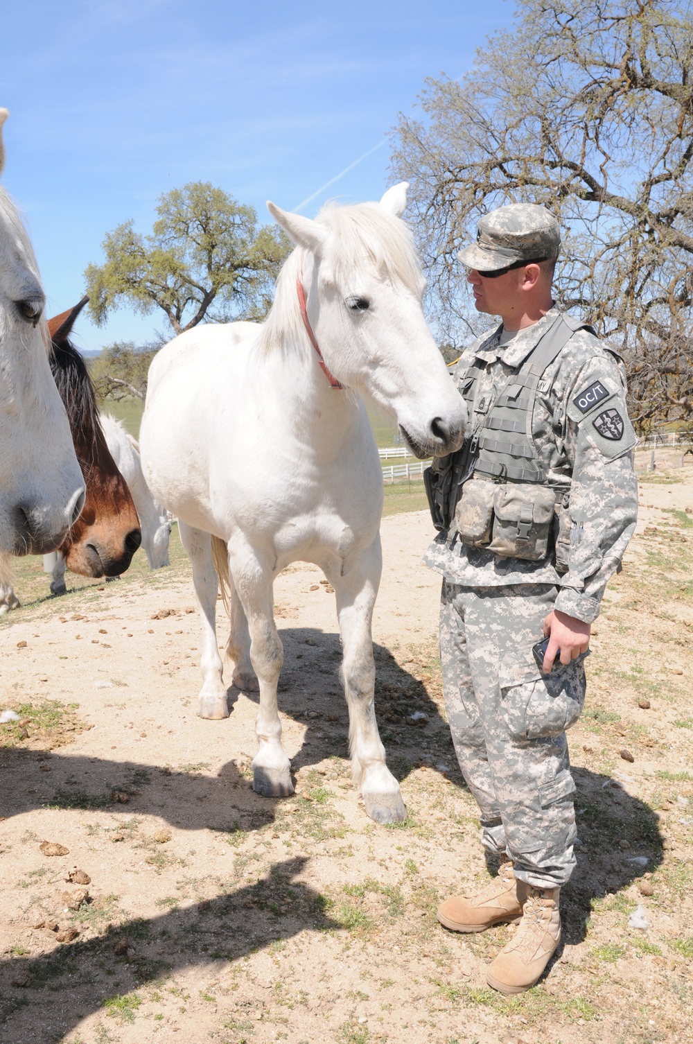 Army vets get valuable training at Redwings Horse Sanctuary