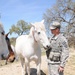Army vets get valuable training at Redwings Horse Sanctuary